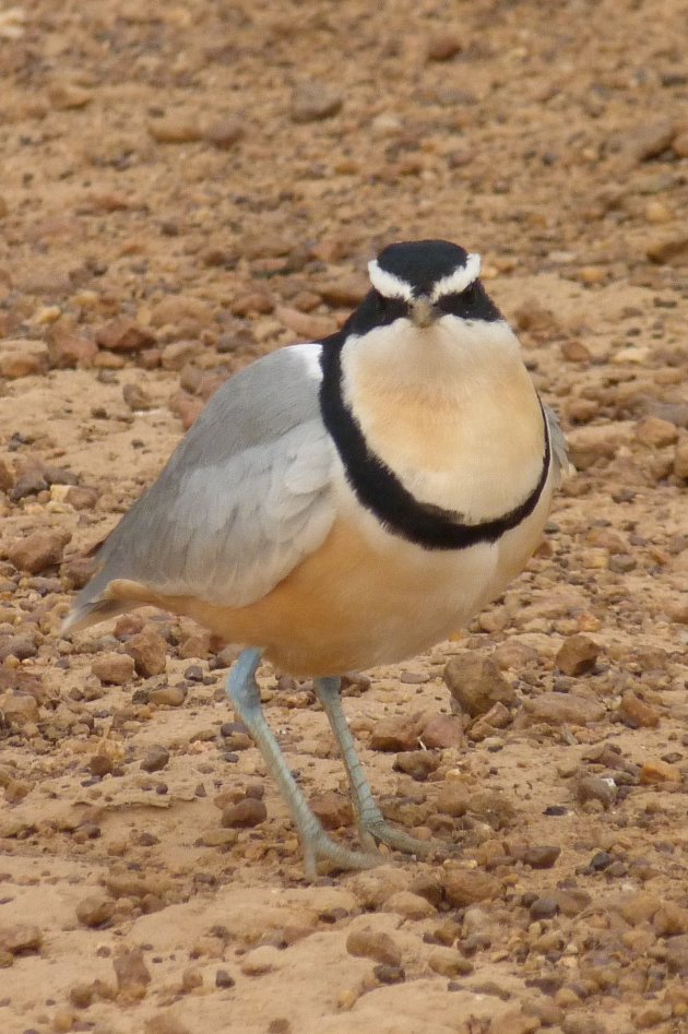 Mooie vogel in Wassadou op de grens met Niokolo Koba NP