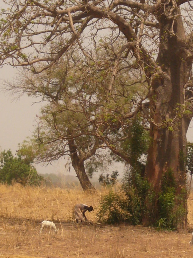 Baobab