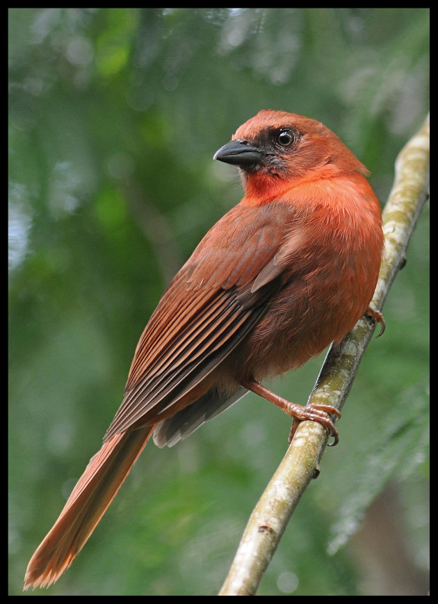 Tanager