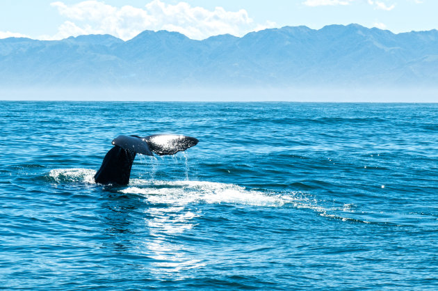 Duikende Spermwhale