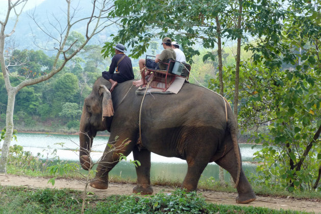 Elephant Trekking