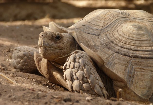 Rare beesten, die schildpadden...