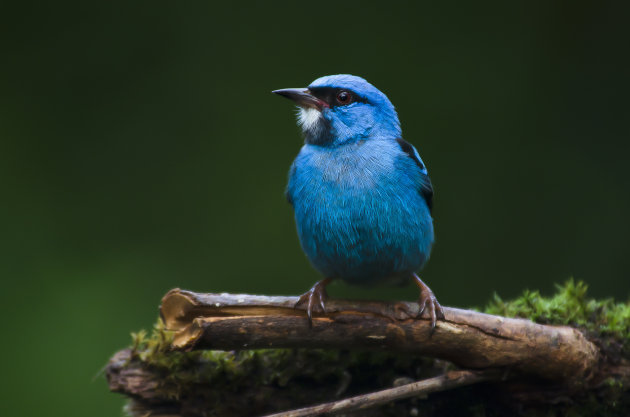 ondanks vogelboekje