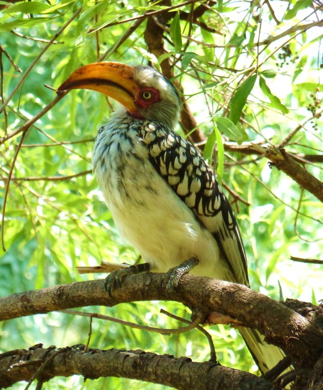 Yellowbilled Hornbill