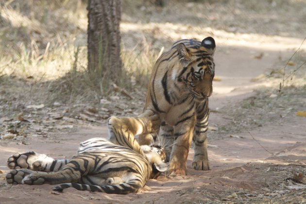 twee spelende tijgerbroertjes in Bandhavgarh NP India