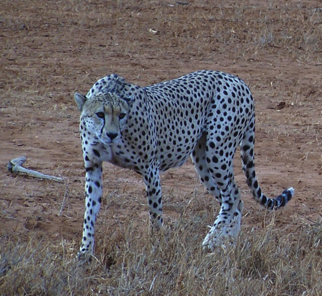 Cheetah