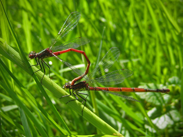 Parende libellen in het gras