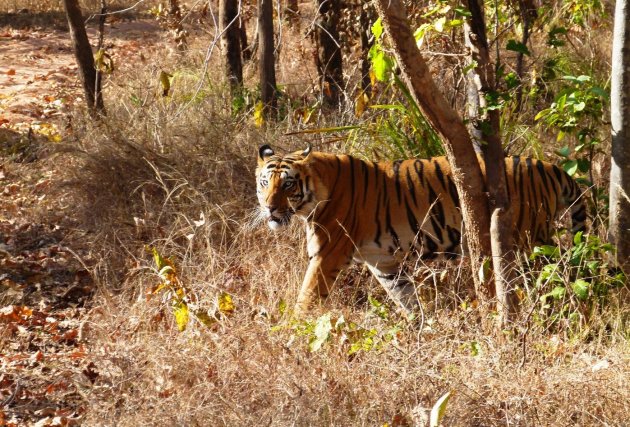 tijger in Bandhavgarh NP 