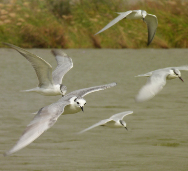 Razendsnelle vogels