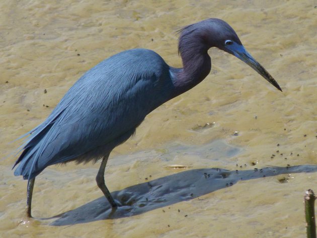 blue herron