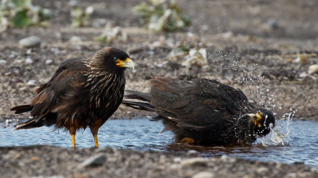 Badderende caracara's