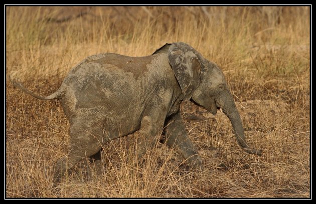 rennende olifant