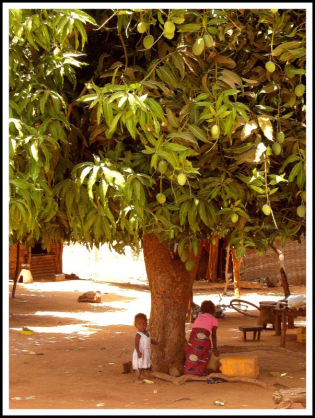 onder de mangoboom