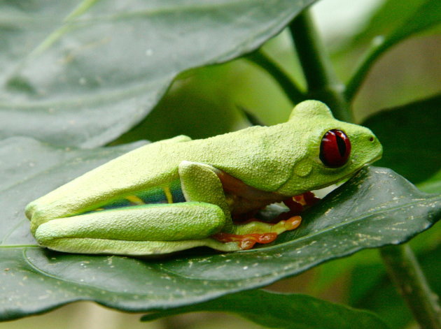 Red eye frog