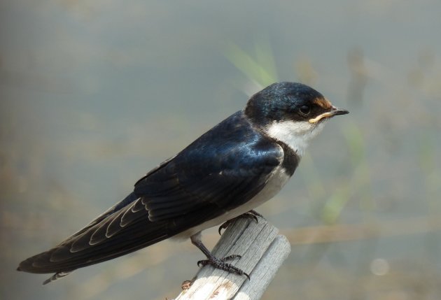 Pearl Breasted Swallow