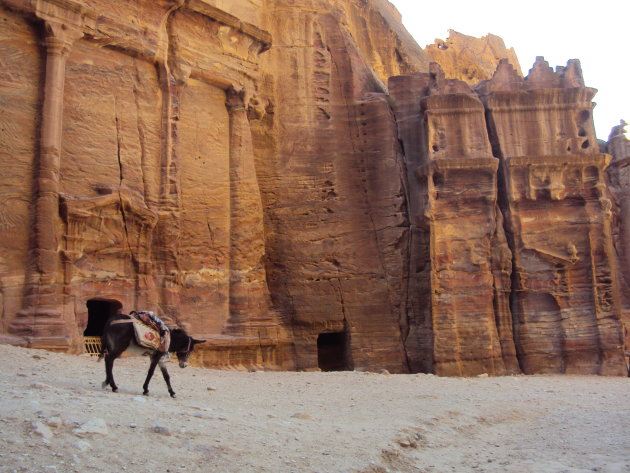 Ezel in Petra