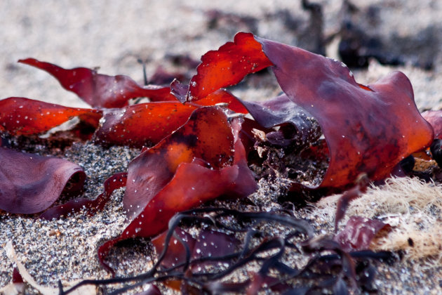 Rood zeewier op strand bij Snaefelsnes