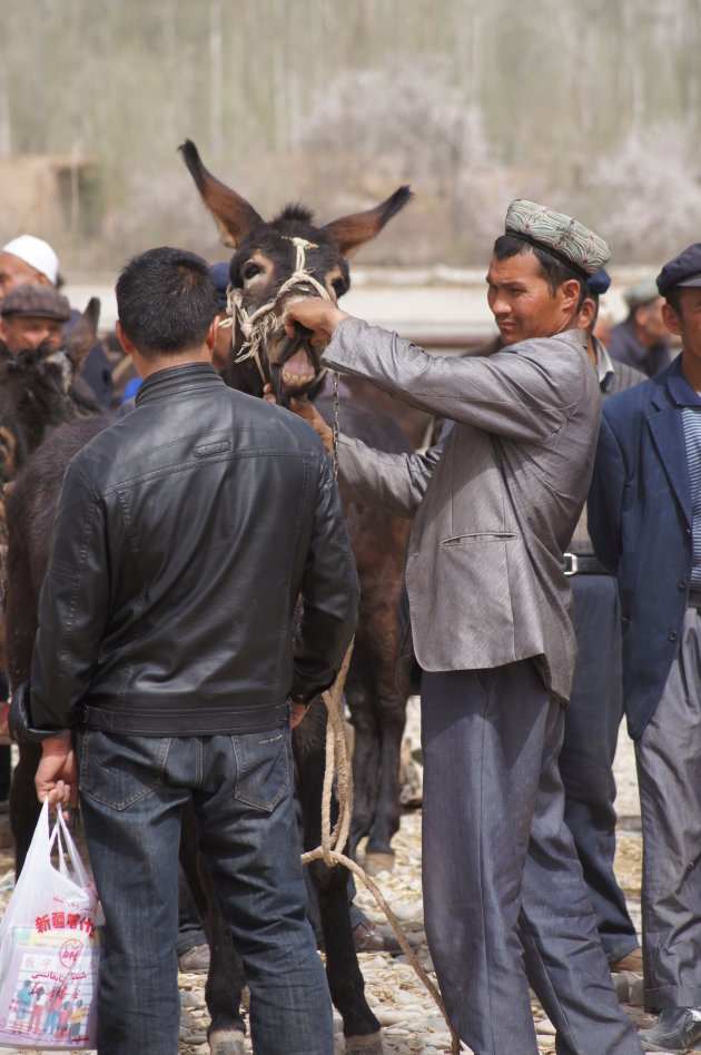 Gebitsinspectie van een ezel op de livestockmarket in Kashgar
