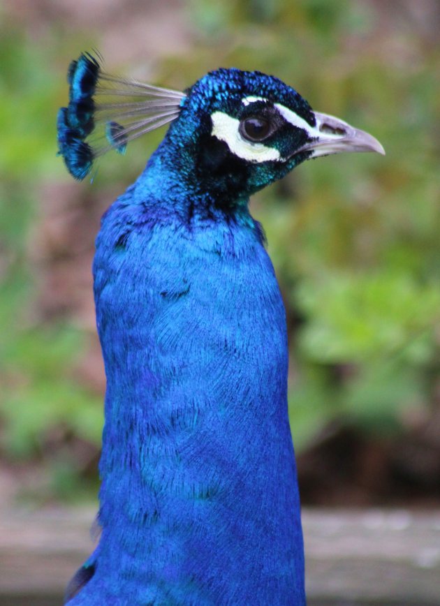 Blauwnek