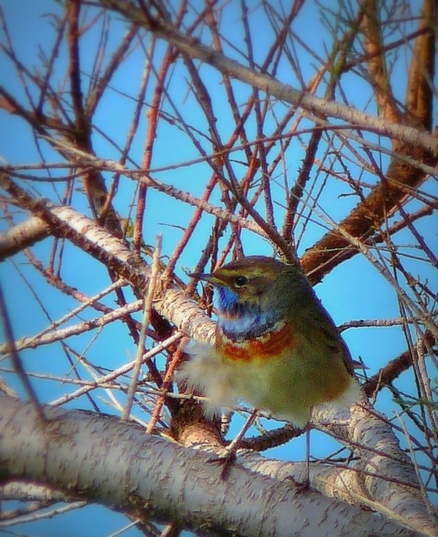 Blauwborstje