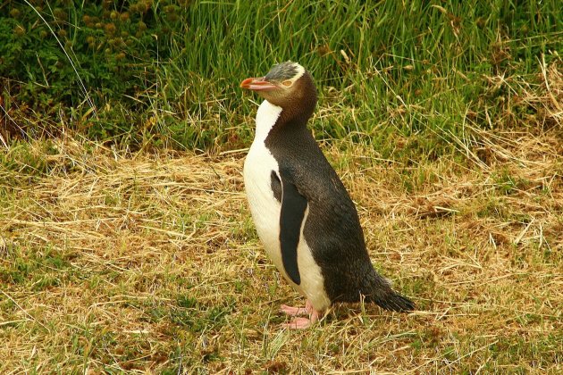 Geeloogpinguin