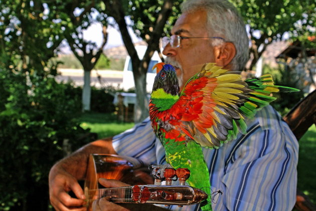 Dancing Parrot