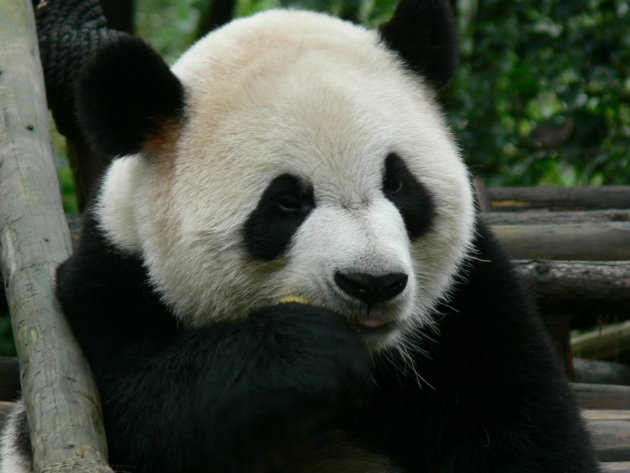 panda 1