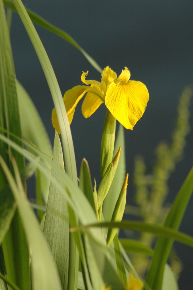 Gele lis in avondzon, Hekslootpolder