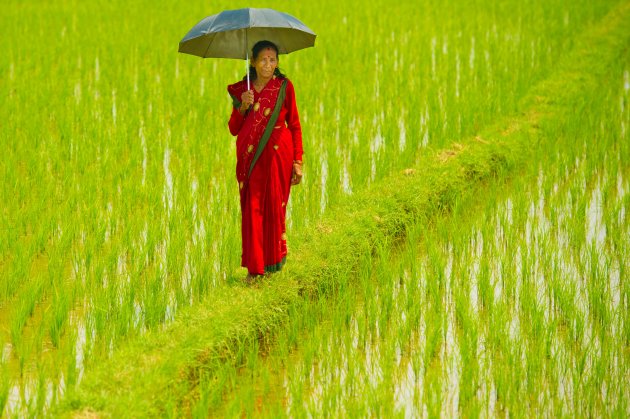 wandeling in het rijstveld