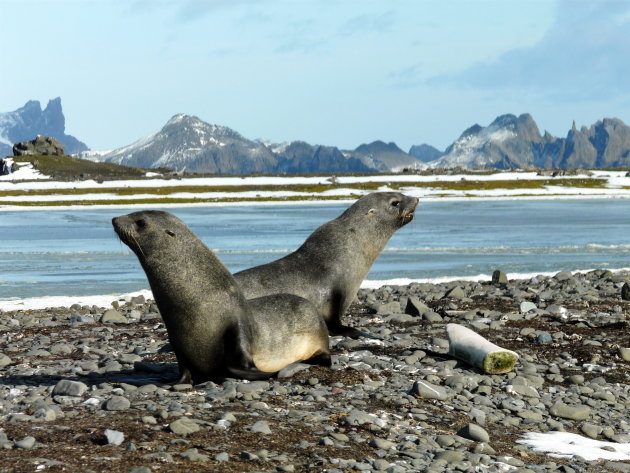 700.ste * Fur seals