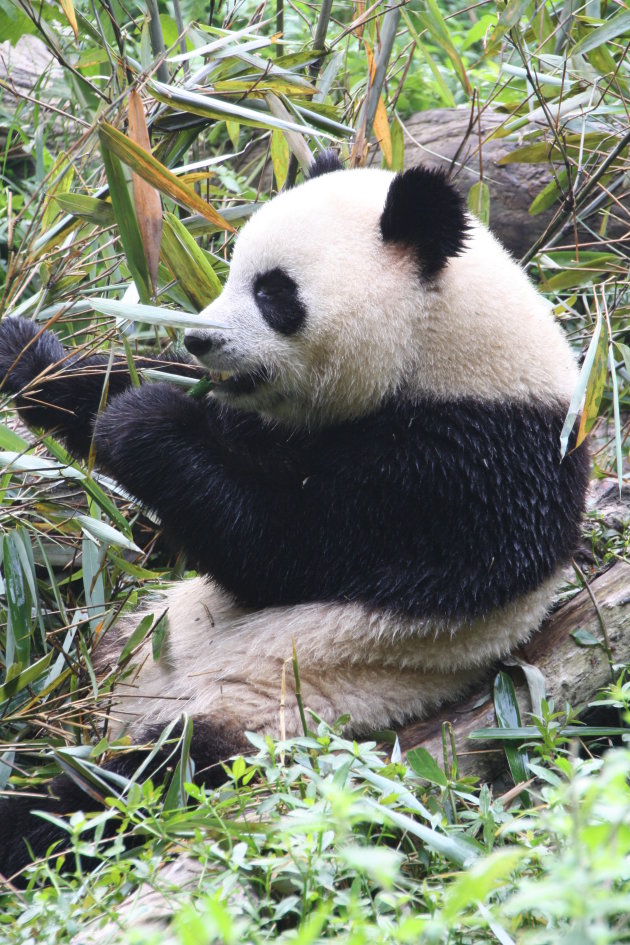 Panda