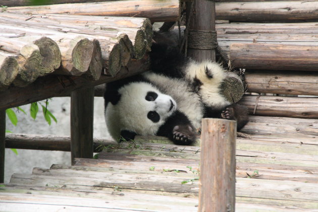 Babypanda