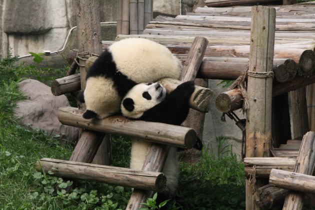 Stoeiende jonge panda's