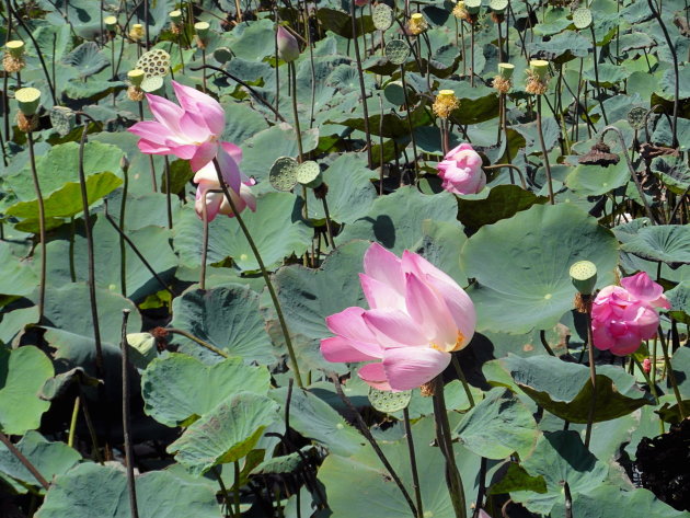 lotus, nationale bloem