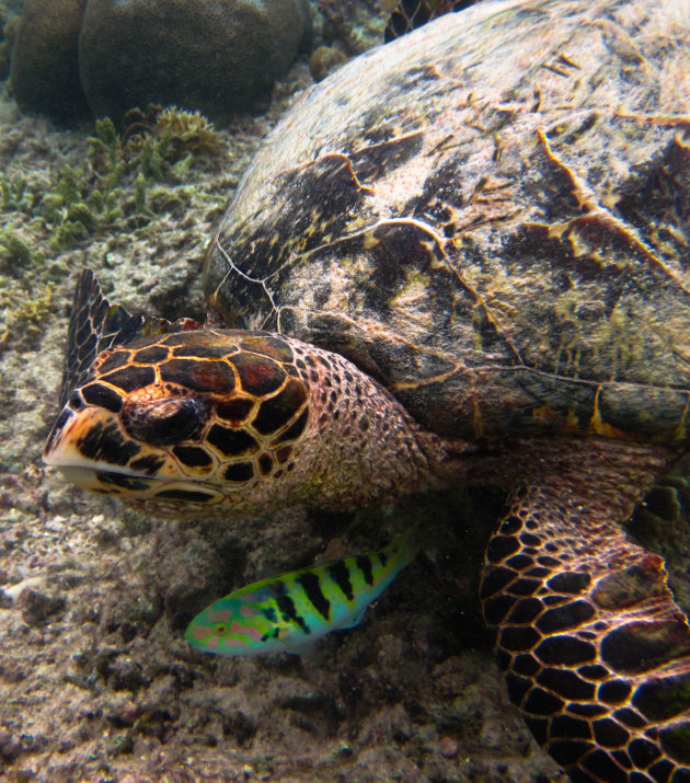 Zeeschildpad met vissenvriend