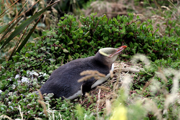 broedende Yellow Eyed Pinguin