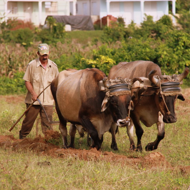 Een Cubaanse boer bewerkt zijn land op de traditionele manier