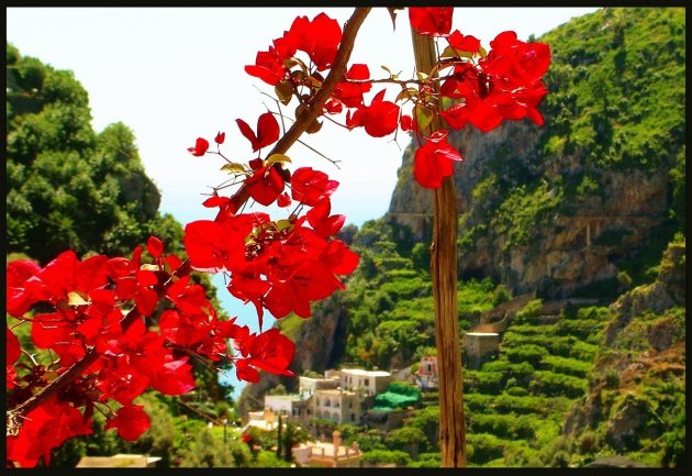 bougainvillea