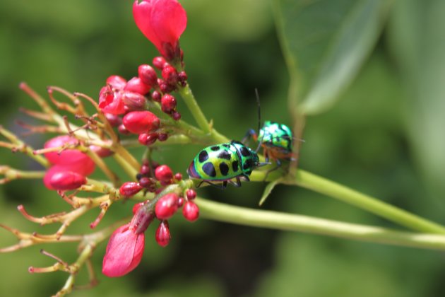 Jewel bugs