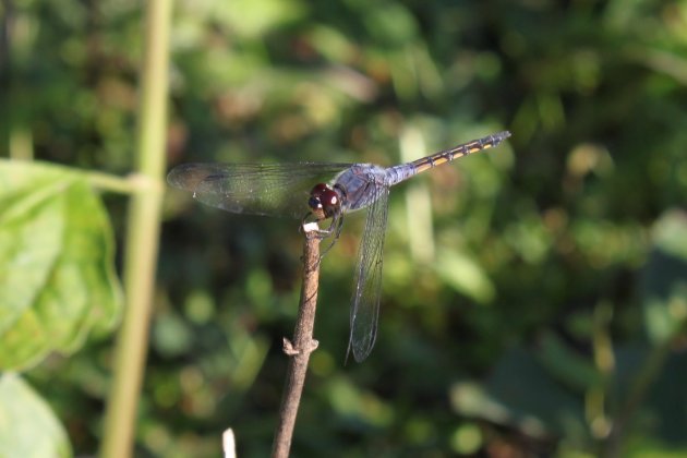 Libelle (Trithemis festiva)