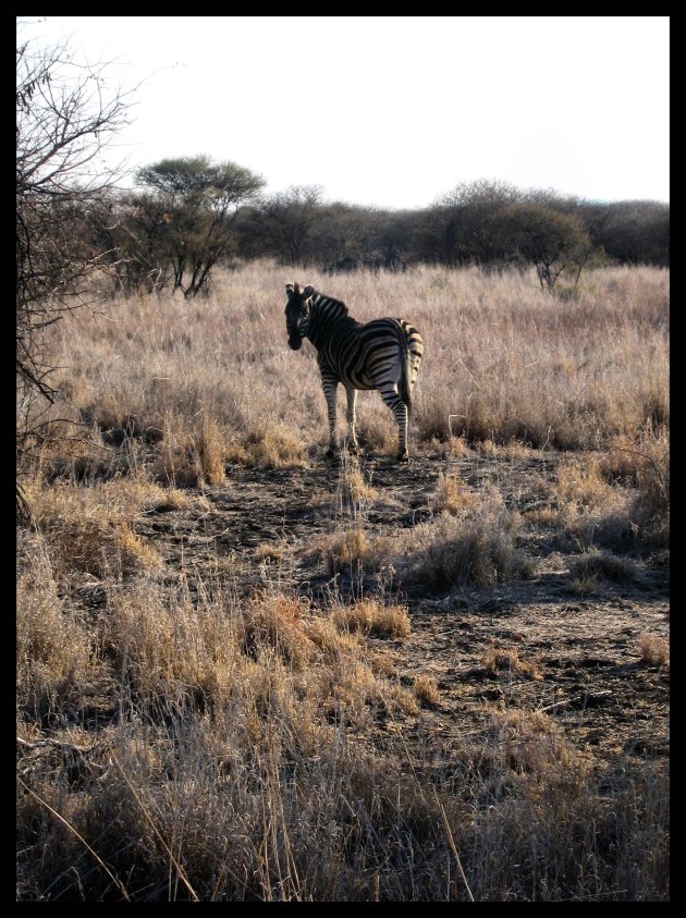 Madikwe - Zebra