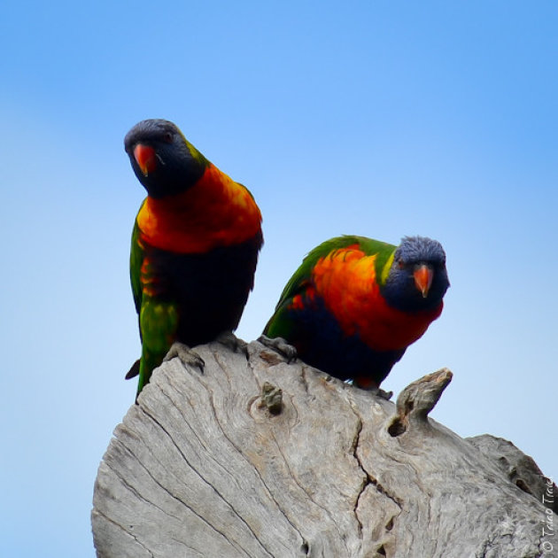 Sydney - Botanical Gardens - Rainbow lorikeets