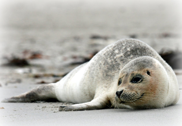 Jonge zeehond op Helgoland