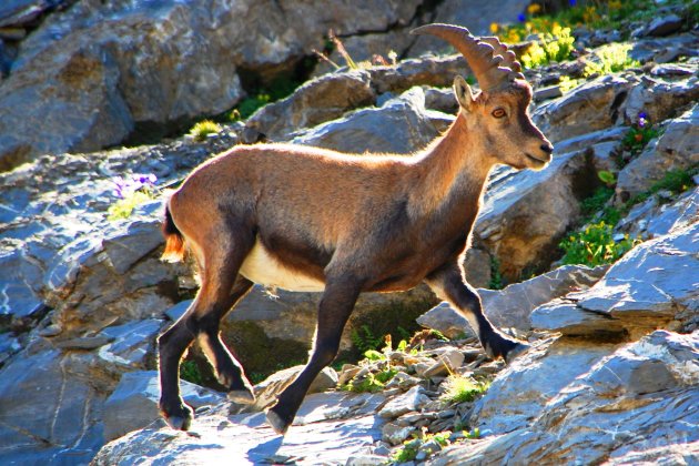 steenbok in de Alpen