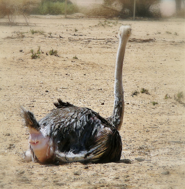 Kaal geplukt.