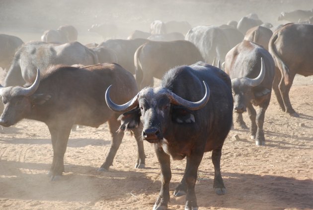 waterbuffel met de kudde
