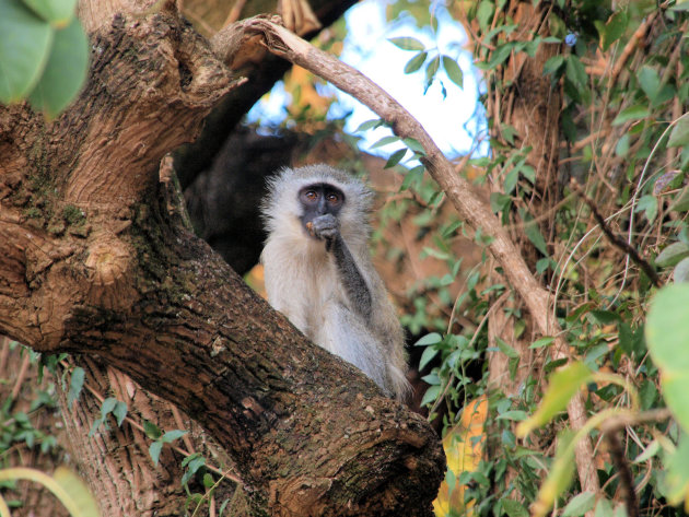 Aapje in swaziland