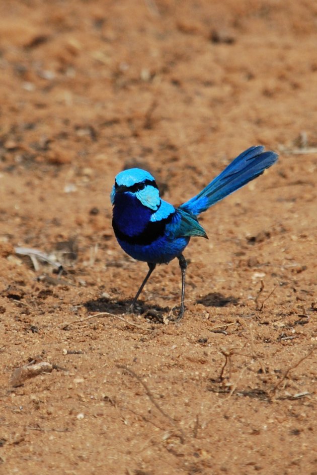 De Splendid Fairy-wren