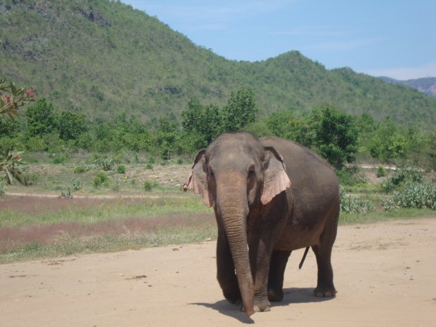 Olifant bij Elephants world in Kanchanaburi
