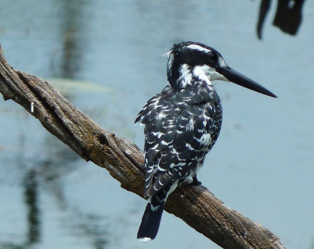 Bonte Kingfisher